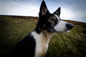Tim's Dog